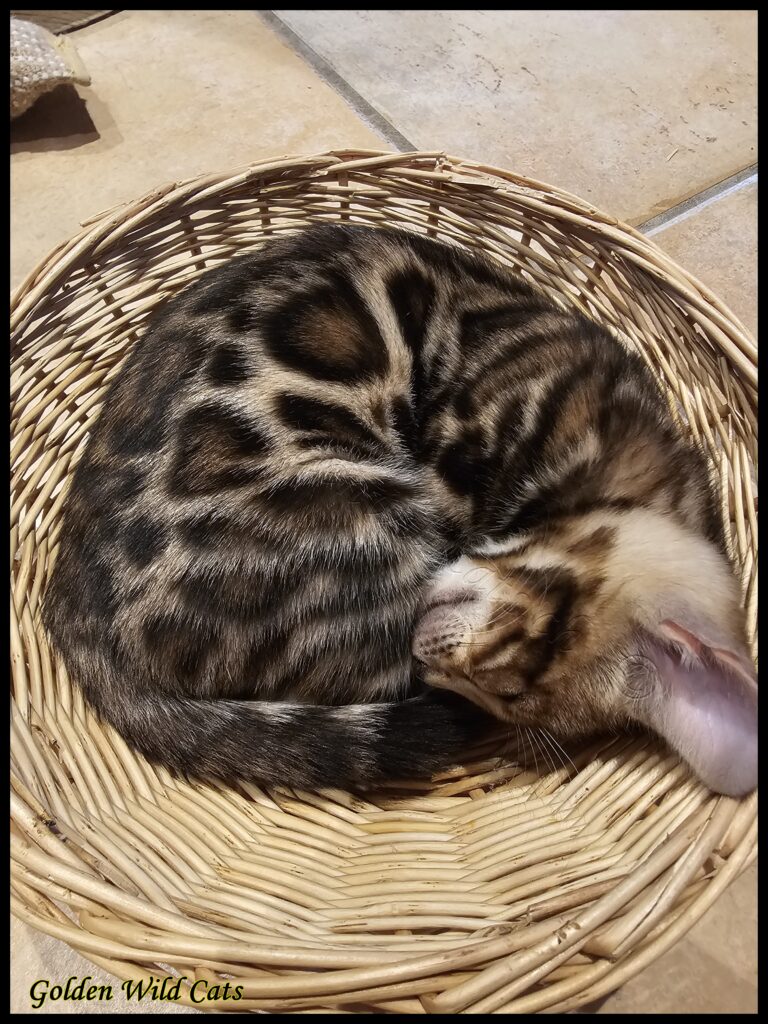Modjo