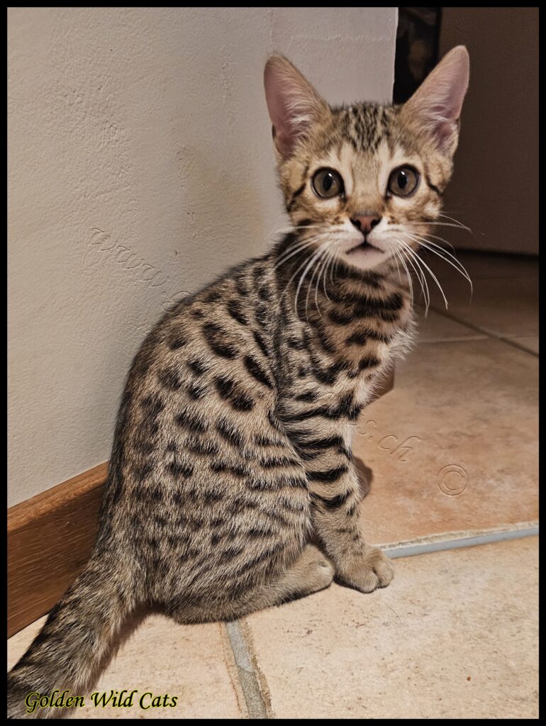 Nacho