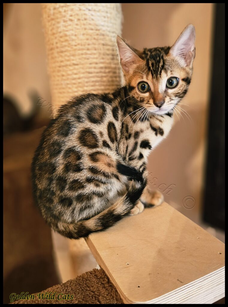 Nala