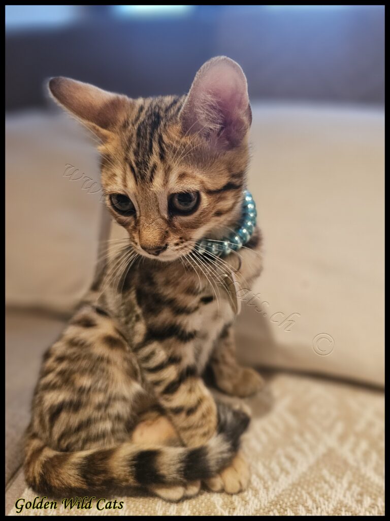 Nihi