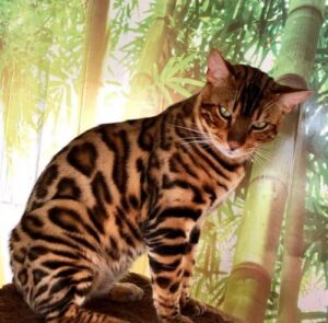 CH KUNGSGARDENCATS PowerDog
