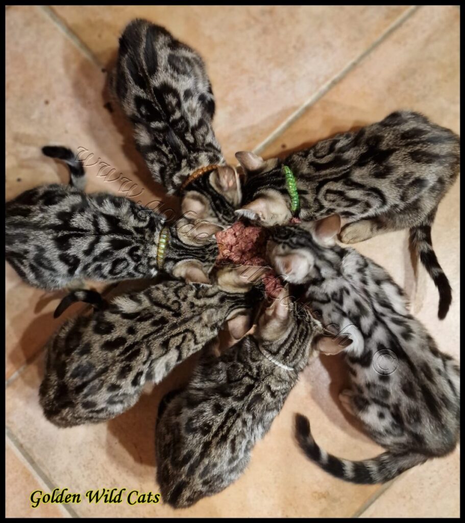 Portée de Benlaria Gemma et Bengalbest Zorro