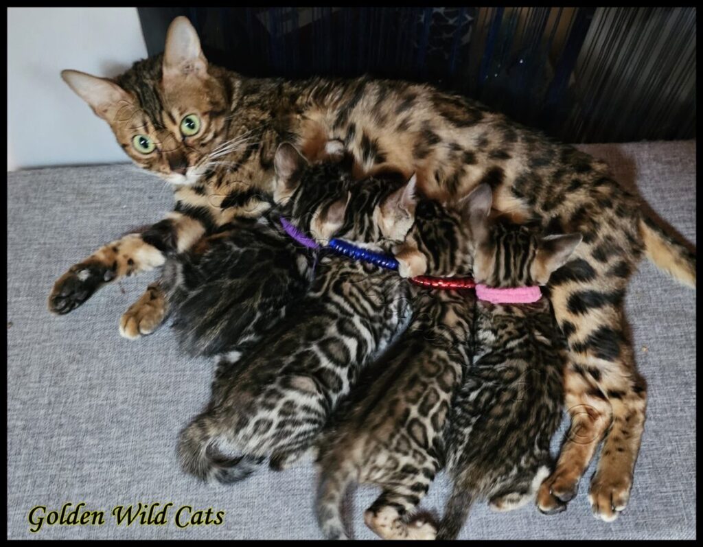 Portée de Golden Wild Cats Kawaï et Bestbengalsmx Chewbacca