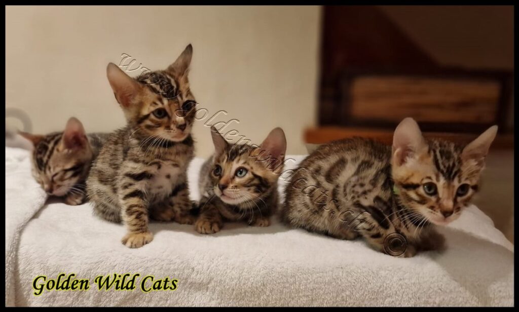 Portée de Golden Wild Cats Hanoï et Bengalbest Zorro