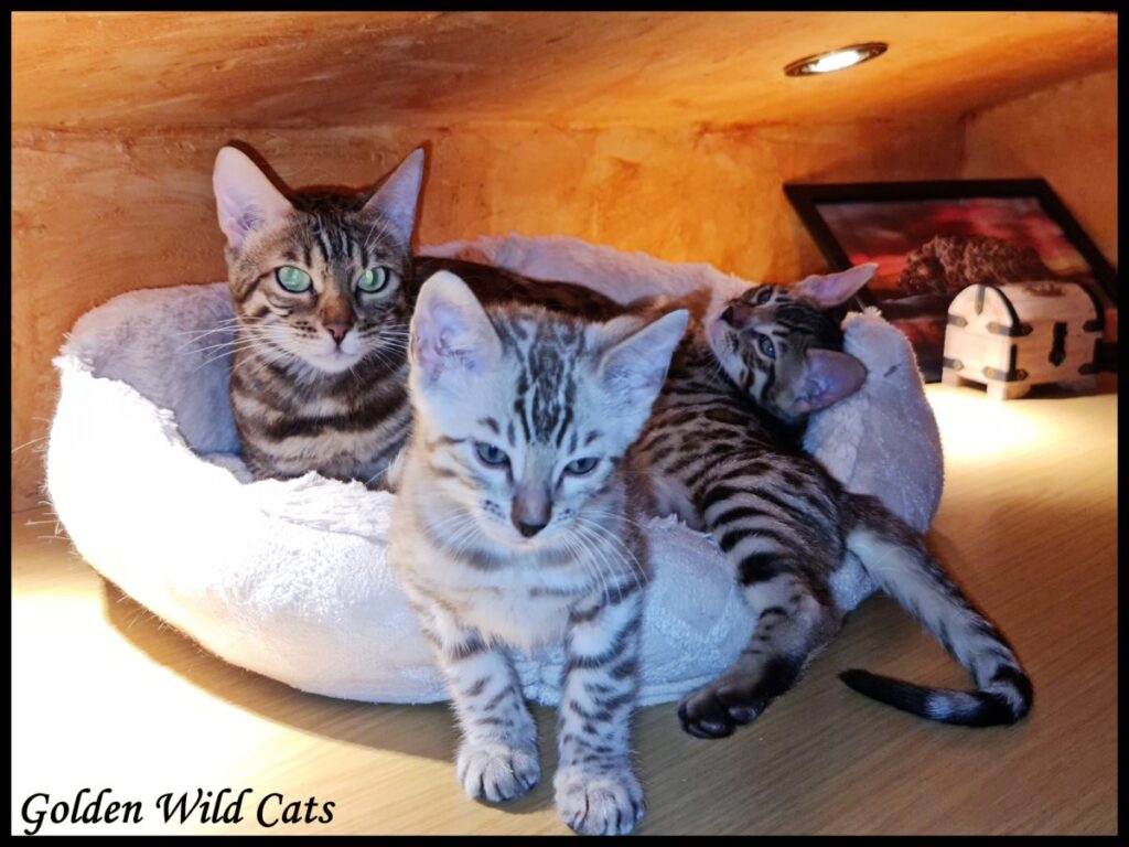 Portée de Grisha of Dizy Obsession et Thunder of Shankara
