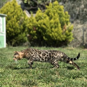 Bengalbest Thor