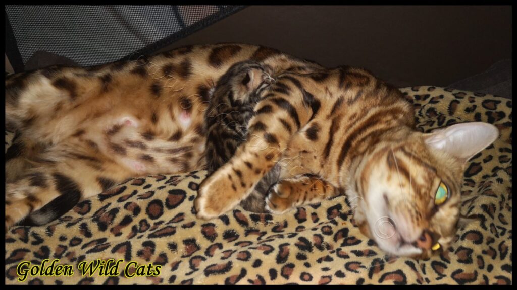 Portée de Appalachiancats Felindra et Thunder of Shankara