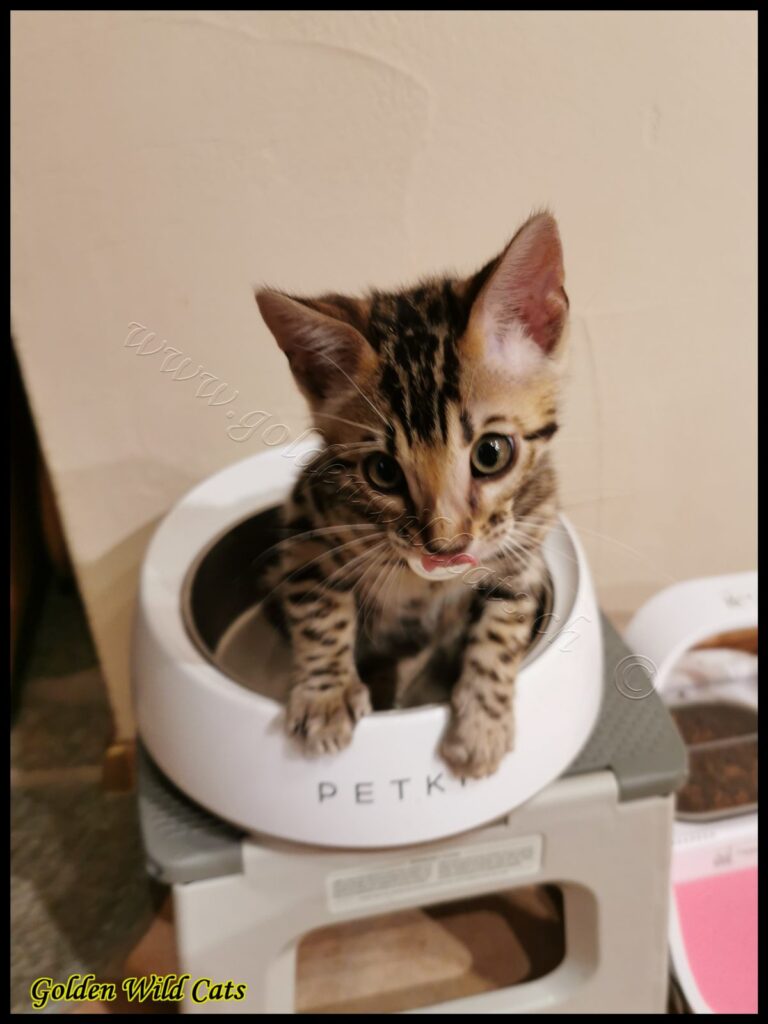 Hakuna Matata