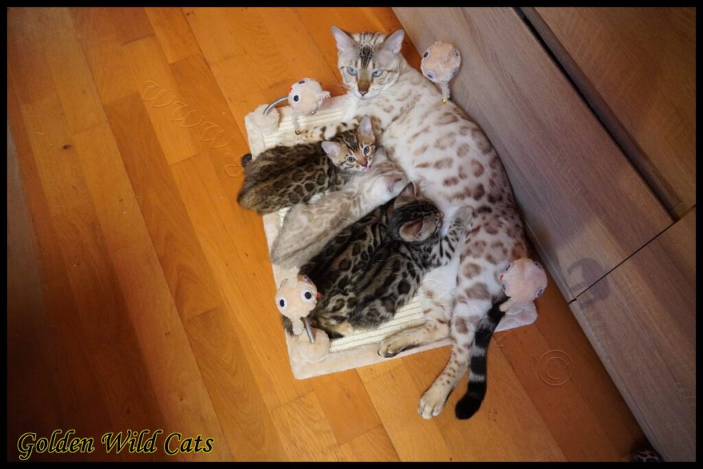 Portée de BengalBest Blue Pearl et Thunder of Shankara