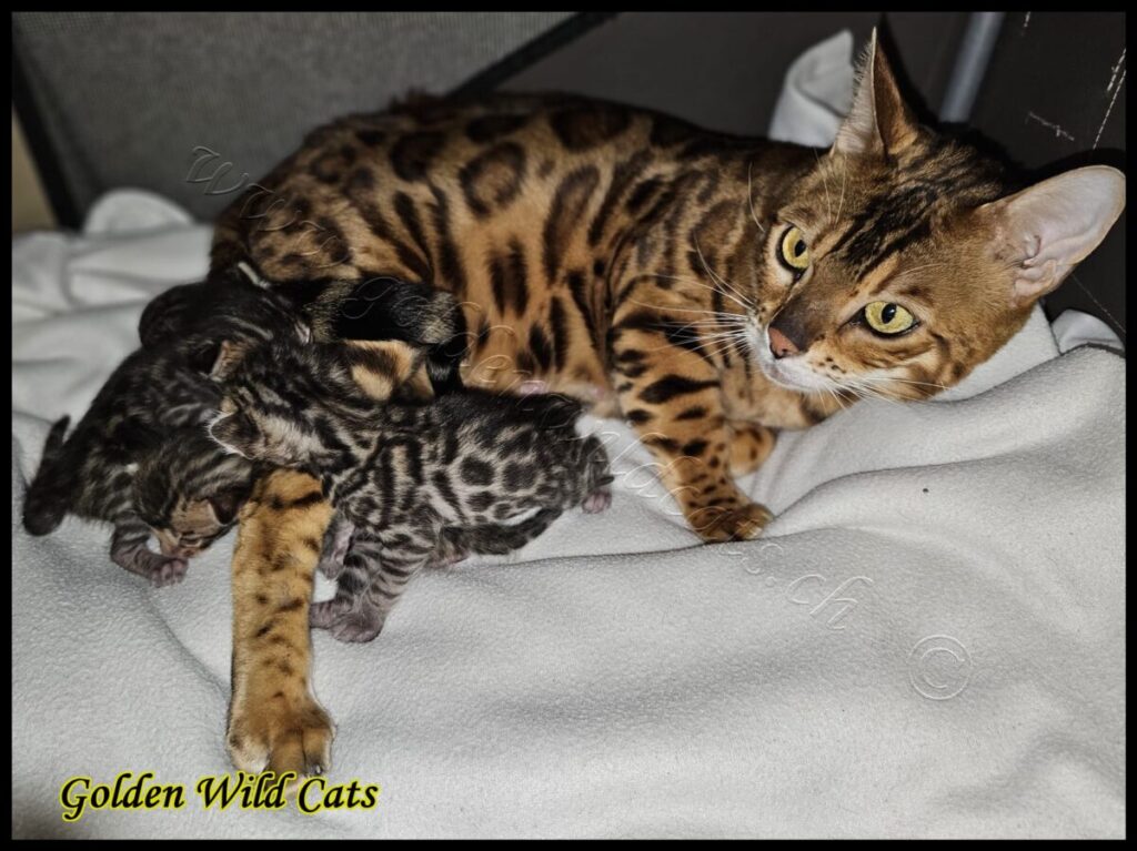 Portée de Felindra & Chewbacca — née le 20 mars 2025