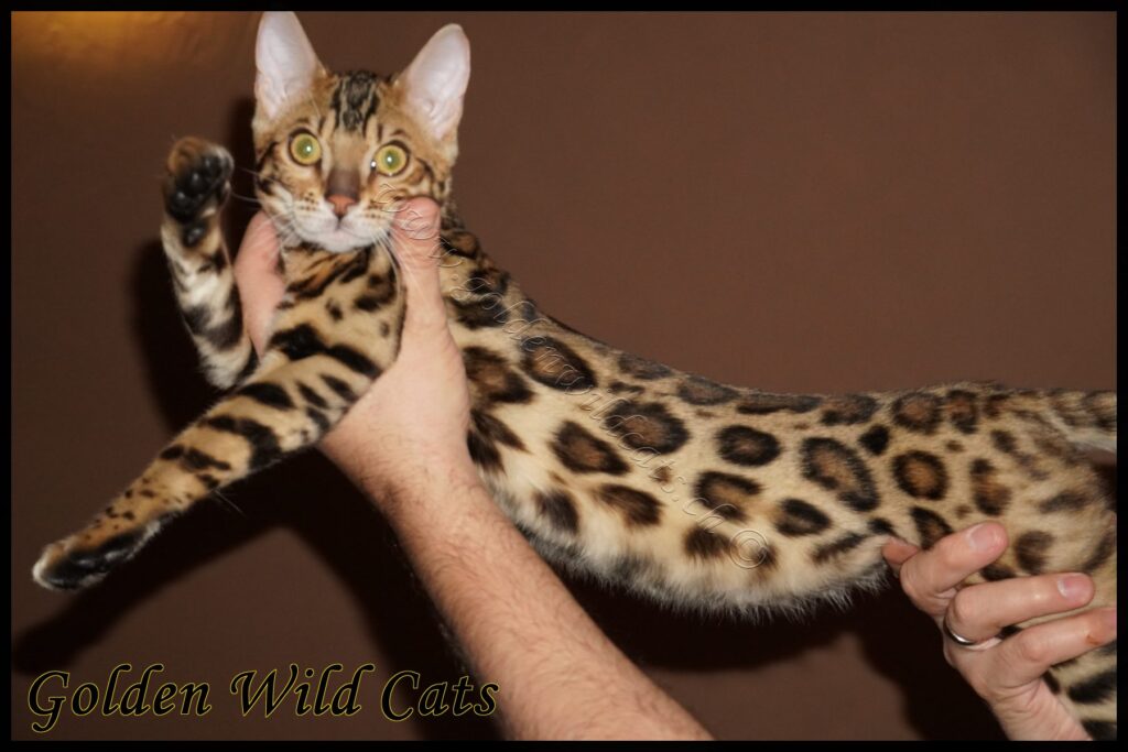 GWC – Appalachiancats Felindra – Galerie 01