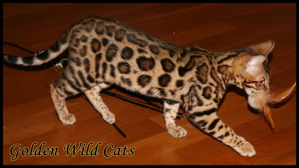 GWC – Appalachiancats Felindra – Galerie 02