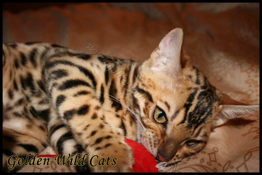 GWC – Appalachiancats Felindra – Galerie 03