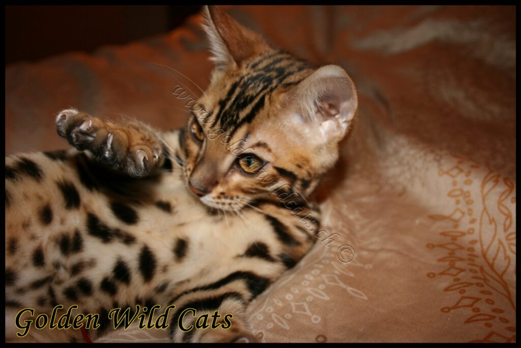GWC – Appalachiancats Felindra – Galerie 04
