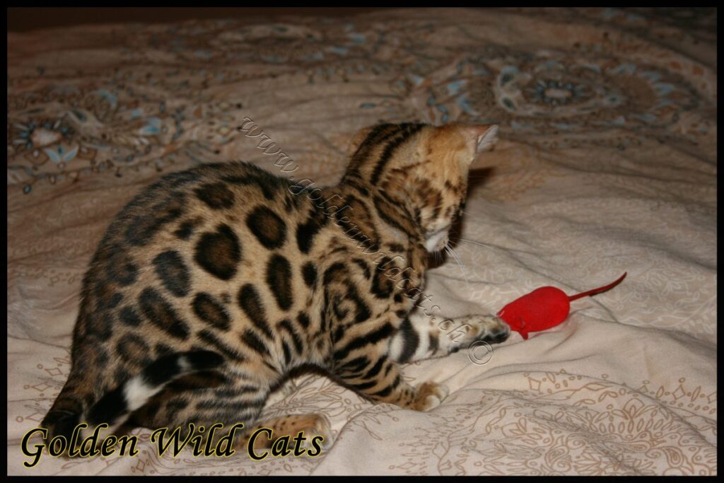 GWC – Appalachiancats Felindra – Galerie 05