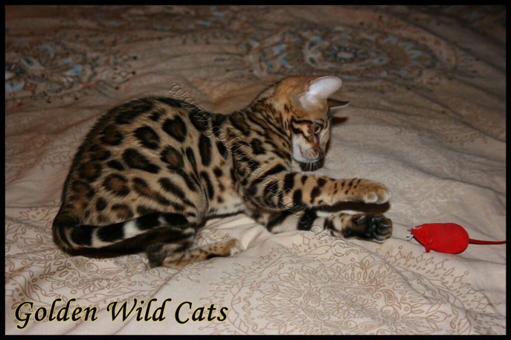 GWC – Appalachiancats Felindra – Galerie 06