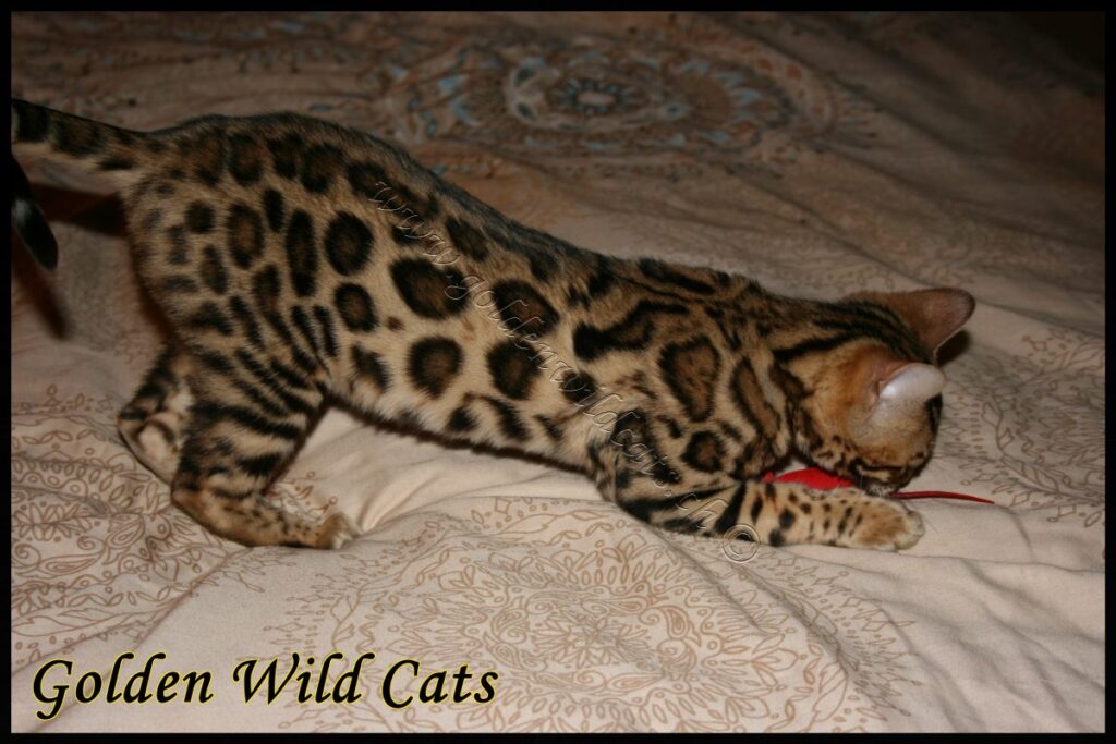 GWC – Appalachiancats Felindra – Galerie 07