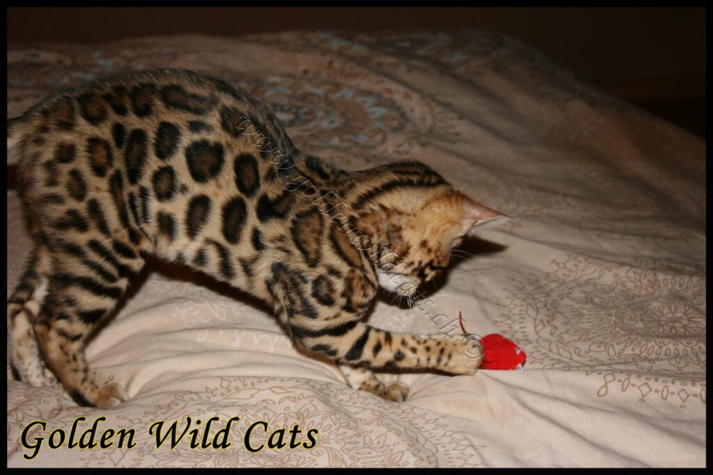 GWC – Appalachiancats Felindra – Galerie 08