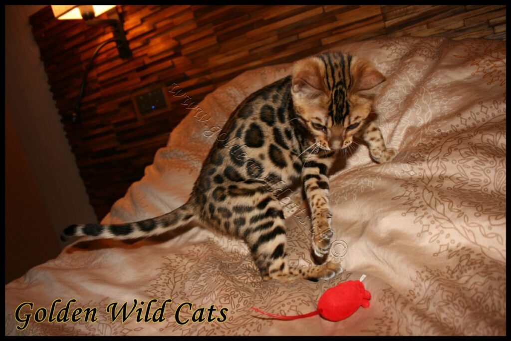 GWC – Appalachiancats Felindra – Galerie 09