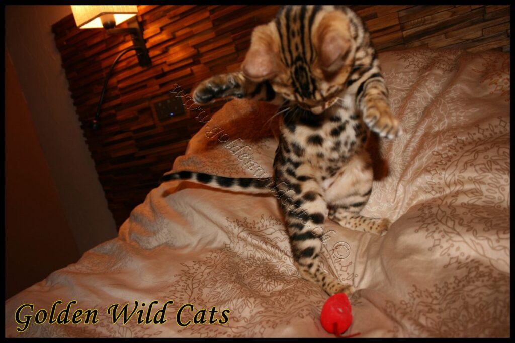 GWC – Appalachiancats Felindra – Galerie 10