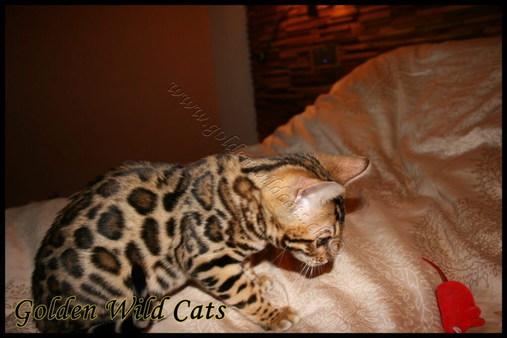 GWC – Appalachiancats Felindra – Galerie 11