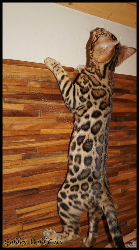 GWC – Appalachiancats Felindra – Galerie 14