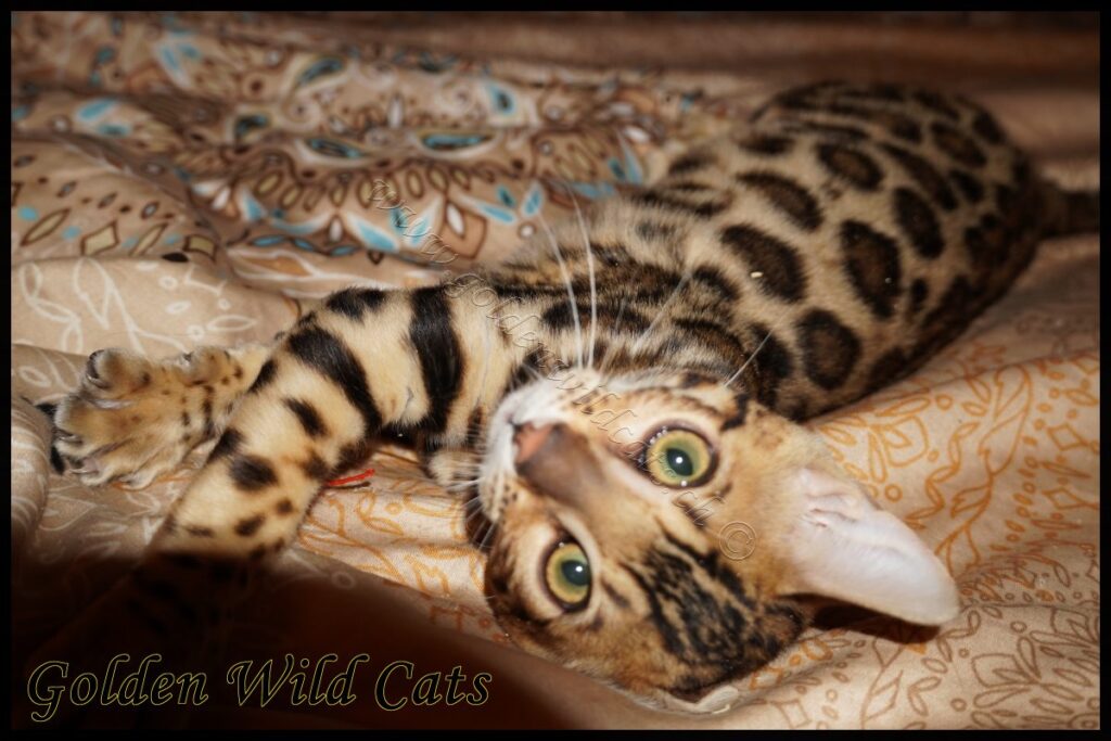 GWC – Appalachiancats Felindra – Galerie 16