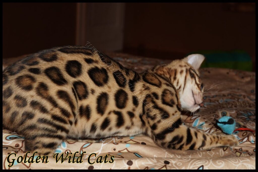 GWC – Appalachiancats Felindra – Galerie 17