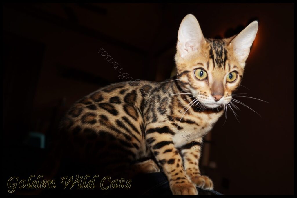 GWC – Appalachiancats Felindra – Galerie 18