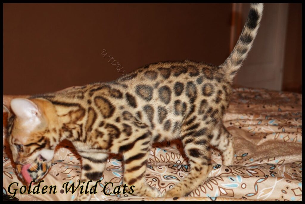 GWC – Appalachiancats Felindra – Galerie 19