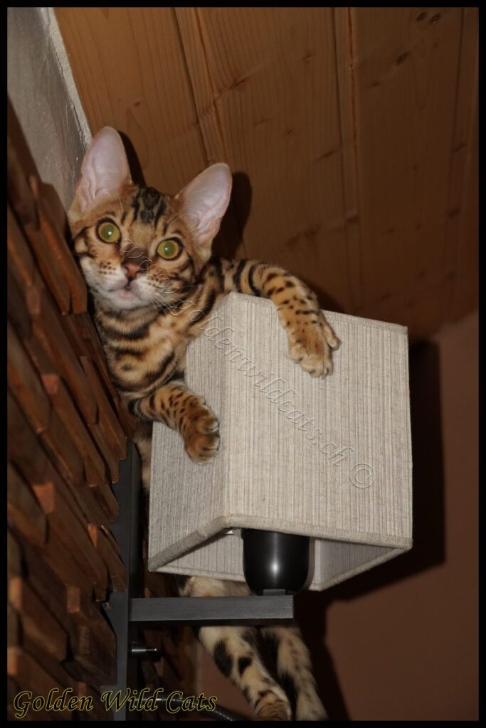 GWC – Appalachiancats Felindra – Galerie 20