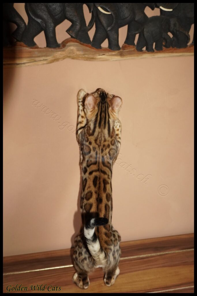GWC – Appalachiancats Felindra – Galerie 21