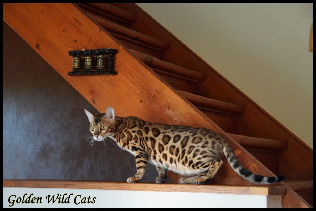 GWC – Appalachiancats Felindra – Galerie 22