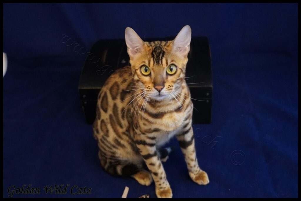 GWC – Appalachiancats Felindra – Galerie 23