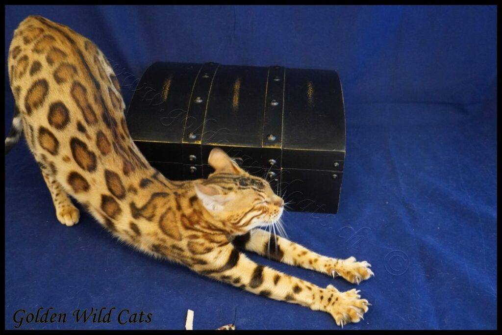 GWC – Appalachiancats Felindra – Galerie 24