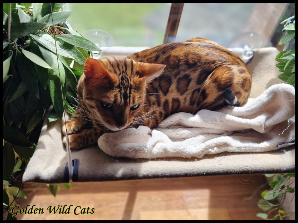 GWC – Appalachiancats Felindra – Galerie 25