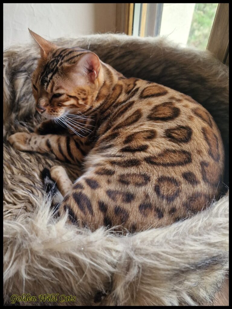 GWC – Appalachiancats Felindra – Galerie 26