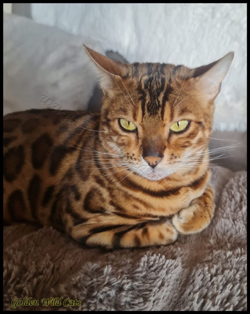 GWC – Appalachiancats Felindra – Galerie 27