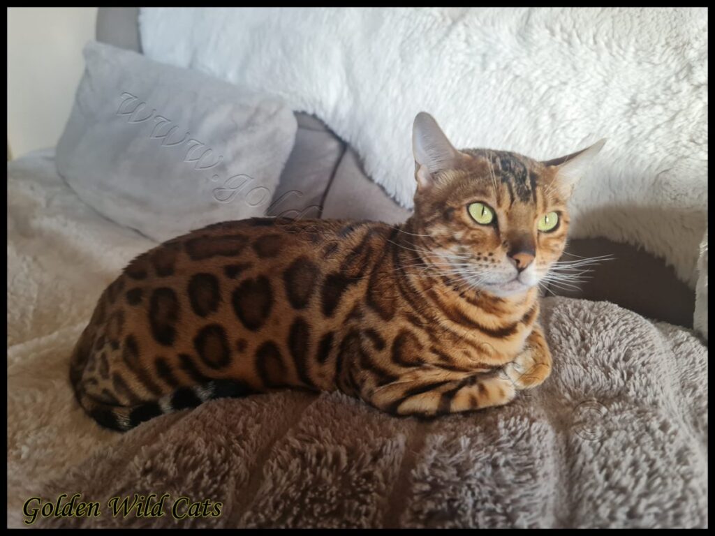 GWC – Appalachiancats Felindra – Galerie 28