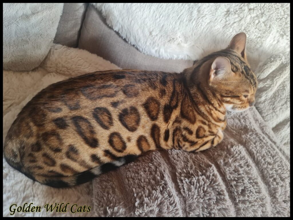 GWC – Appalachiancats Felindra – Galerie 29