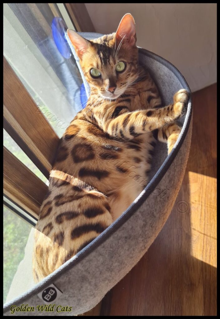GWC – Appalachiancats Felindra – Galerie 30