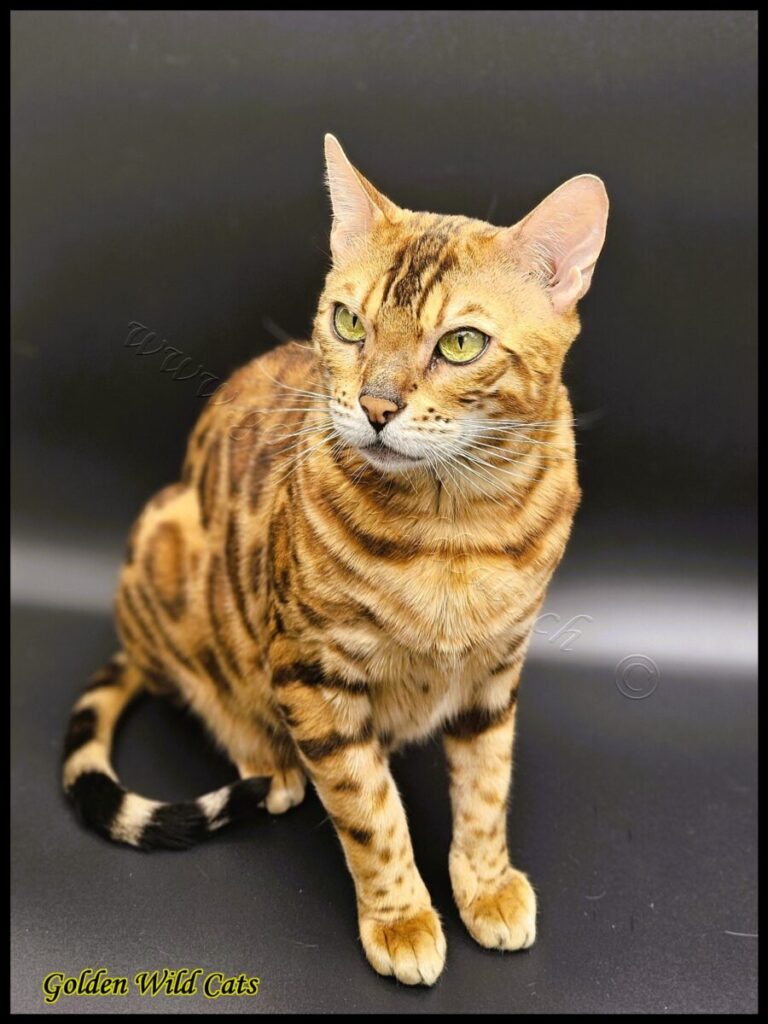 GWC – Appalachiancats Felindra – Galerie 31
