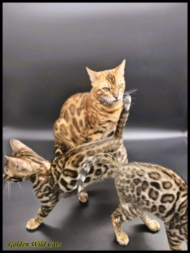 GWC – Appalachiancats Felindra – Galerie 32