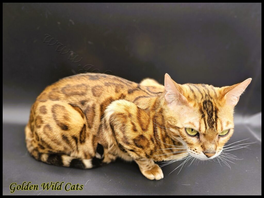 GWC – Appalachiancats Felindra – Galerie 33