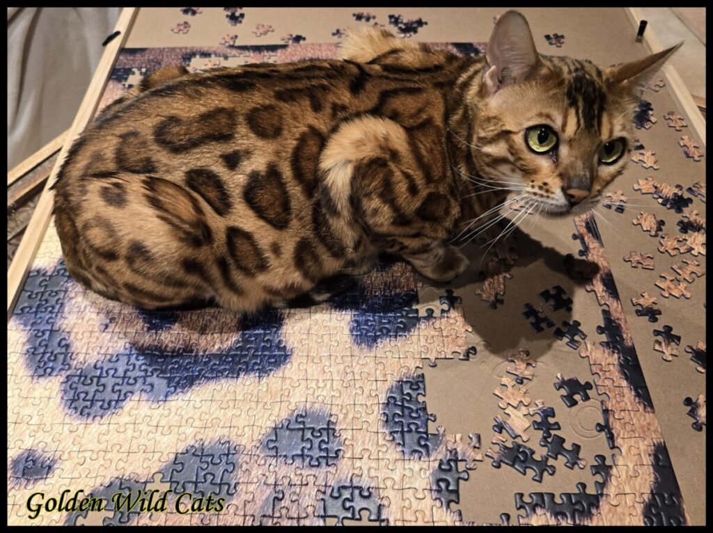GWC – Appalachiancats Felindra – Galerie 34