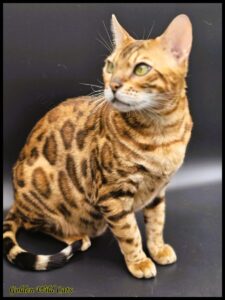 Appalachiancats Felindra