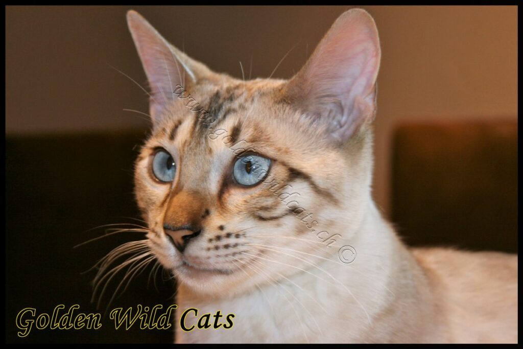 GWC – Bengalbest Blue Pearl – Galerie 14