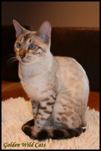 BengalBest Blue Pearl