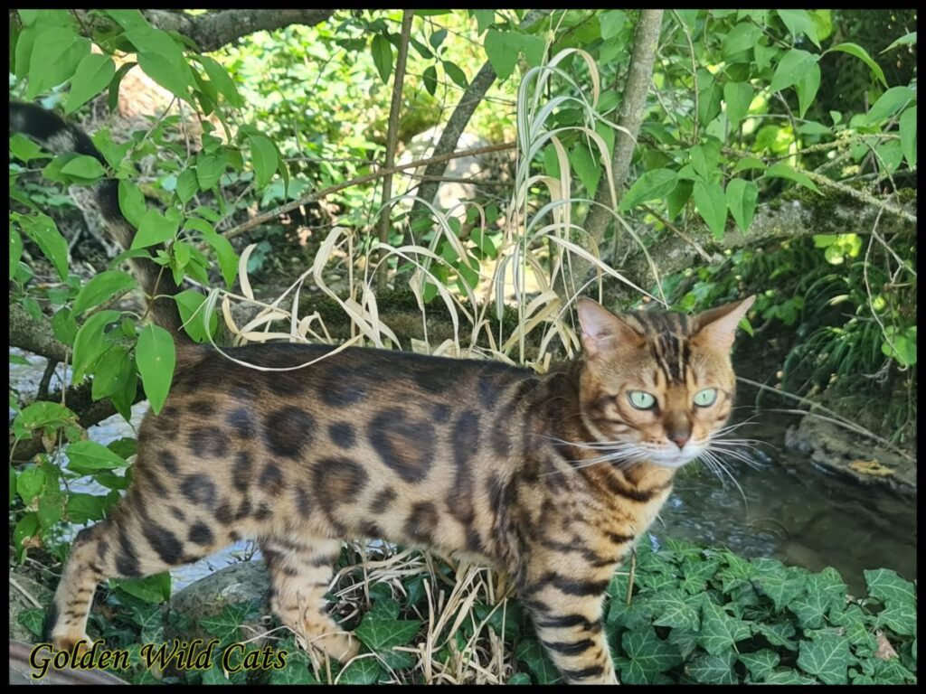 GWC – Bengalbest Zorro – Galerie 23