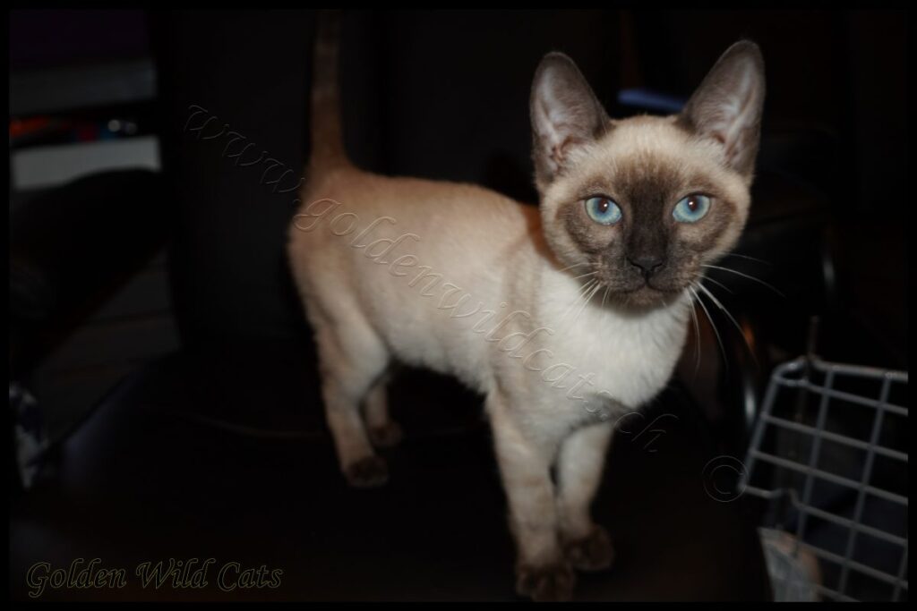 GWC – Benlaria Gemma – Galerie 04